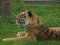 Free Tiger Royalty Free Stock Photo - 937255