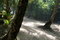 Free Light And Shadow In A Forest Royalty Free Stock Photography - 937797
