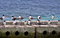 Free Birds On The Block Royalty Free Stock Photos - 938568