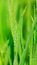 Free Wheat Royalty Free Stock Photography - 9300557