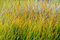 Free Colorful Grass Background Royalty Free Stock Photo - 9304035