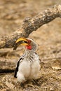 Free Southern Yellow-billed Hornbill Stock Photo - 9310170