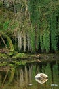 Free Reflection Royalty Free Stock Photo - 9311395