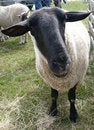 Free Black Faced Sheep Close Up Stock Photos - 9315693