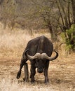 Free Buffalo Scratch Stock Photos - 9316313