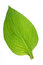 Free Isolated Hosta Leaf With Dew Stock Images - 9320224