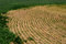 Free Rows Of Crops Stock Image - 9320991