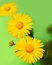 Free Yellow Flowers Stock Photography - 9327672