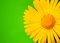 Free Yellow Flower Stock Photo - 9327910