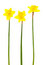 Free Beautiful Yellow Narcissus Stock Image - 9328891
