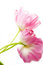 Free Pink Tulips Over White Royalty Free Stock Photo - 9339705