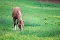 Free Grazing Horse Stock Image - 9343631