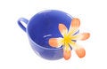 Free Blue Cap And Flower Stock Images - 9348464