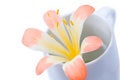 Free Cup And Flower Close-up Royalty Free Stock Photography - 9348757