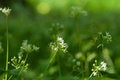 Free Flower Background Royalty Free Stock Photos - 9351278