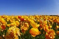 Free Magnificent Field Stock Photography - 9351952