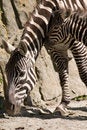Free Zebra Stock Photography - 9353002