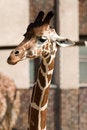 Free Giraffe Stock Images - 9353074