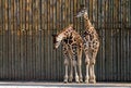Free Giraffes Royalty Free Stock Image - 9353126
