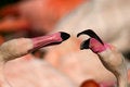 Free Flamingos Royalty Free Stock Image - 9353226