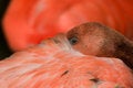 Free Flamingo Royalty Free Stock Photos - 9353258