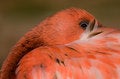 Free Red Flamingo Stock Photography - 9353302