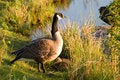 Free Mother Goose Watches Over Her Two Goslings. Stock Photo - 9356910
