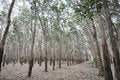 Free Tree Rubber Garden Fall Royalty Free Stock Photos - 9359878