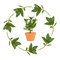 Free Bay Herb Royalty Free Stock Image - 9354126