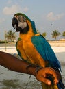 Free Parrot On The Hand Royalty Free Stock Images - 9361499