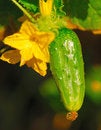Free Green Cucumber Royalty Free Stock Images - 9362239