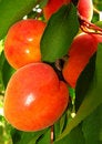 Free Apricot Stock Photography - 9362312
