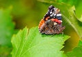 Free Butterfly Stock Photos - 9362353