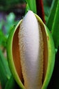 Free Plant Stock Photos - 9366743