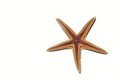 Free Star Stock Images - 9366744