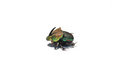 Free Bug Royalty Free Stock Image - 9366916