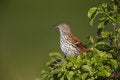 Free Brown Thrasher (Toxostoma Rufum Rufum) Stock Images - 9366924