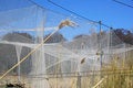 Free Bird Trapping Nets Royalty Free Stock Photo - 9366965