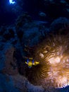 Free Clownfish At Underwater Home Stock Photography - 9367022