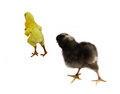 Free Two Baby Chickens Royalty Free Stock Image - 9367886