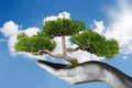 Free Hand Holding Tree Royalty Free Stock Photography - 9368337