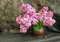 Free Still-life With A Lilac Royalty Free Stock Photography - 9360577