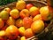 Free Apricot Stock Photo - 9362120