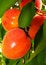 Free Apricot Stock Photography - 9362312