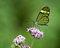 Free Translucent Butterfly Royalty Free Stock Photography - 9366487