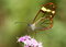 Free Translucent Butterfly Stock Photography - 9366502