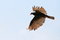 Free Turkey Vulture Stock Images - 9366664