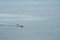 Free Boat On A Sea Stock Photos - 9366993