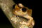 Free Frog Closeup Royalty Free Stock Photos - 9367648