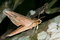 Free Moth Royalty Free Stock Photo - 9367985